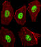 STK11 antibody, LS-C158266, Lifespan Biosciences, Immunofluorescence image 