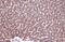 Lysosomal Associated Membrane Protein 1 antibody, GTX634336, GeneTex, Immunohistochemistry paraffin image 