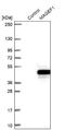 MAGE Family Member F1 antibody, NBP2-47386, Novus Biologicals, Western Blot image 