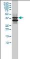 SH3 Domain Containing GRB2 Like, Endophilin B1 antibody, orb89785, Biorbyt, Western Blot image 