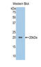 Growth Differentiation Factor 1 antibody, LS-C294343, Lifespan Biosciences, Western Blot image 