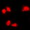 Solute Carrier Family 4 Member 1 Adaptor Protein antibody, orb224080, Biorbyt, Immunocytochemistry image 