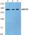 Adenylate Cyclase 9 antibody, PA5-36919, Invitrogen Antibodies, Western Blot image 