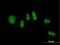 Helix-loop-helix protein 2 antibody, H00004808-M03, Novus Biologicals, Immunofluorescence image 