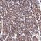 Fructosamine 3 Kinase Related Protein antibody, NBP2-39063, Novus Biologicals, Immunohistochemistry frozen image 