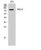 Protein Kinase C Delta antibody, STJ95127, St John