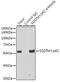 Sequestosome 1 antibody, GTX00955, GeneTex, Immunoprecipitation image 