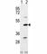 Bone Morphogenetic Protein 7 antibody, F45411-0.4ML, NSJ Bioreagents, Western Blot image 