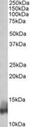 Phospholamban antibody, LS-B8337, Lifespan Biosciences, Western Blot image 