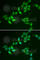Thioredoxin Like 1 antibody, A6322, ABclonal Technology, Immunofluorescence image 