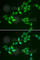 Thioredoxin-like protein 1 antibody, A6322, ABclonal Technology, Immunofluorescence image 