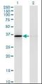 Malate Dehydrogenase 1 antibody, orb95238, Biorbyt, Western Blot image 