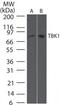 TANK Binding Kinase 1 antibody, MA1-20344, Invitrogen Antibodies, Western Blot image 
