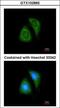 Protein Tyrosine Phosphatase Non-Receptor Type 6 antibody, GTX102865, GeneTex, Immunocytochemistry image 