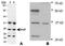 Aryl Hydrocarbon Receptor Interacting Protein antibody, TA301475, Origene, Western Blot image 