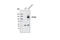 Patched 2 antibody, 2464S, Cell Signaling Technology, Western Blot image 