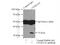 Casein Kinase 2 Alpha 1 antibody, 10606-1-AP, Proteintech Group, Immunoprecipitation image 