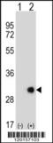 ETHE1 Persulfide Dioxygenase antibody, 62-375, ProSci, Western Blot image 