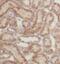 G Protein Subunit Alpha I2 antibody, FNab03532, FineTest, Immunohistochemistry frozen image 