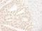 Ankyrin Repeat Domain 28 antibody, NB100-41419, Novus Biologicals, Immunohistochemistry paraffin image 