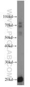 Collectrin, Amino Acid Transport Regulator antibody, 14571-1-AP, Proteintech Group, Western Blot image 
