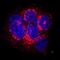 Albumin antibody, AF3329, R&D Systems, Immunofluorescence image 