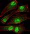 MORC family CW-type zinc finger protein 2 antibody, PA5-49339, Invitrogen Antibodies, Immunofluorescence image 