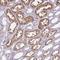 Chordin Like 1 antibody, NBP1-84485, Novus Biologicals, Immunohistochemistry frozen image 