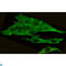 C-Terminal Src Kinase antibody, LS-C812928, Lifespan Biosciences, Immunocytochemistry image 