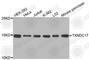 Thioredoxin Domain Containing 17 antibody, A3531, ABclonal Technology, Western Blot image 