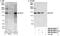 Slingshot Protein Phosphatase 1 antibody, NB100-60671, Novus Biologicals, Western Blot image 