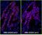 Colony Stimulating Factor 1 antibody, A90-131D3, Bethyl Labs, Immunofluorescence image 