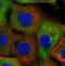 Neutral cholesterol ester hydrolase 1 antibody, NBP1-90294, Novus Biologicals, Immunofluorescence image 