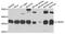 Cytochrome B5 Reductase 3 antibody, A7535, ABclonal Technology, Western Blot image 
