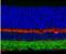 Gamma-Aminobutyric Acid Type A Receptor Gamma2 Subunit antibody, NB300-190, Novus Biologicals, Immunohistochemistry frozen image 