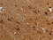 Filamin A antibody, CSB-PA985162, Cusabio, Immunohistochemistry frozen image 