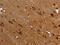 FLNA antibody, CSB-PA985162, Cusabio, Immunohistochemistry frozen image 