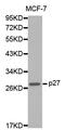 Cyclin Dependent Kinase Inhibitor 1B antibody, abx123451, Abbexa, Western Blot image 