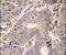 Cysteinyl-TRNA Synthetase 2, Mitochondrial antibody, PA5-14999, Invitrogen Antibodies, Immunohistochemistry frozen image 