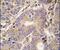 CysRS antibody, PA5-14999, Invitrogen Antibodies, Immunohistochemistry frozen image 