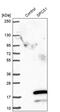 Signal Peptidase Complex Subunit 1 antibody, PA5-61146, Invitrogen Antibodies, Western Blot image 