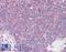 DEAD-Box Helicase 3 X-Linked antibody, LS-B2615, Lifespan Biosciences, Immunohistochemistry frozen image 