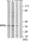 Nucleophosmin 1 antibody, LS-C119243, Lifespan Biosciences, Western Blot image 