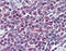 Nuclear Factor Of Activated T Cells 1 antibody, 49-004, ProSci, Immunohistochemistry paraffin image 