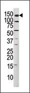 c-met antibody, PA5-12629, Invitrogen Antibodies, Western Blot image 
