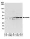 WD repeat-containing protein 5 antibody, A302-430A, Bethyl Labs, Western Blot image 