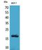 Histone H3 antibody, STJ96783, St John