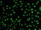 PHD Finger Protein 19 antibody, GTX32787, GeneTex, Immunofluorescence image 