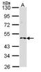 Ring Finger Protein 25 antibody, orb89515, Biorbyt, Western Blot image 