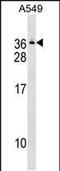 Gem Nuclear Organelle Associated Protein 8 antibody, PA5-48933, Invitrogen Antibodies, Western Blot image 